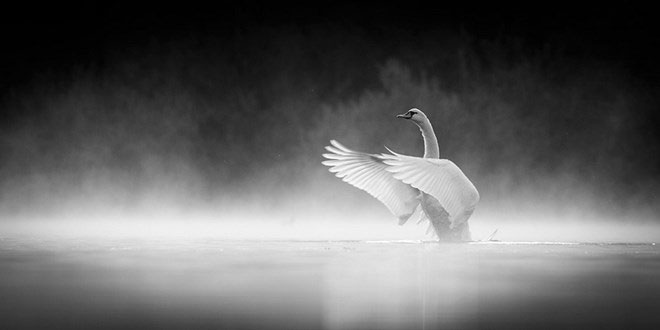 Picture 9 of Gorgeous wildlife photos won awards in the UK