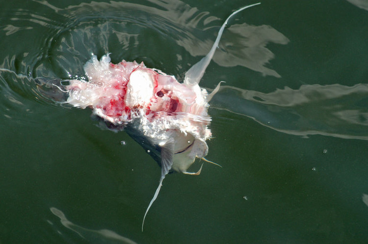 Picture 1 of Gourmet dolphin knows to bite off its prey