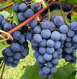 Grape juice is good for the heart images 1