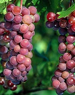 Picture 1 of Grape juice is good for the heart