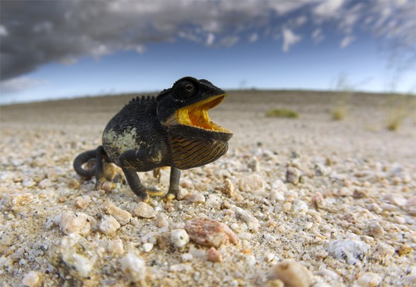 Picture 10 of Great anti-hot moves are only available in animals