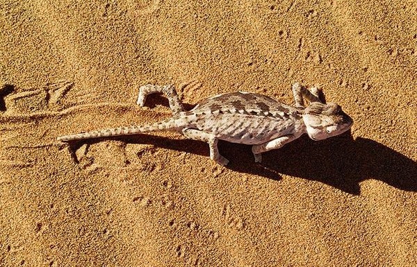 Picture 11 of Great anti-hot moves are only available in animals