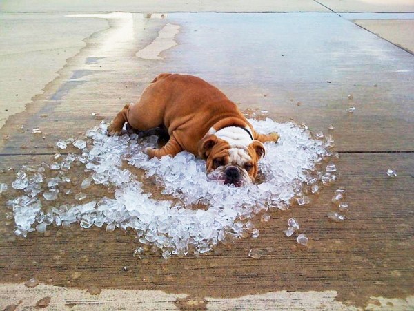 Picture 7 of Great anti-hot moves are only available in animals