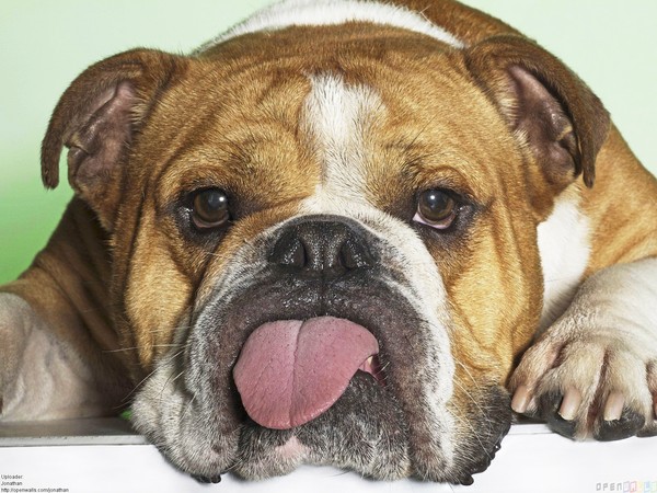 Picture 8 of Great anti-hot moves are only available in animals