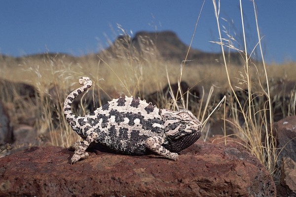 Picture 9 of Great anti-hot moves are only available in animals