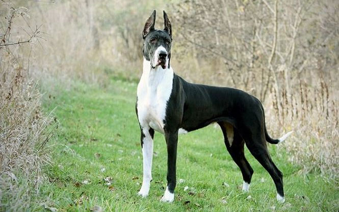 Picture 3 of Great Dane dog, giant with pigeon heart