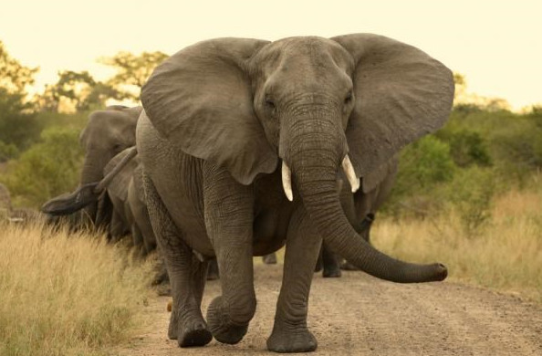 Picture 1 of Great discoveries about giant elephants