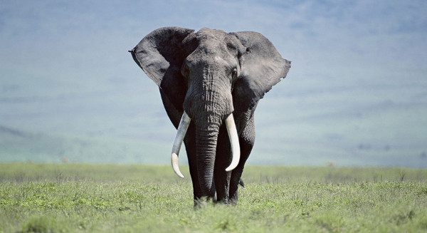 Picture 2 of Great discoveries about giant elephants
