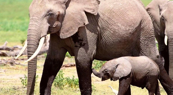 Picture 3 of Great discoveries about giant elephants