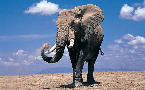 Picture 5 of Great discoveries about giant elephants