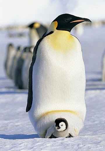 Picture 7 of Great fathers in the animal world
