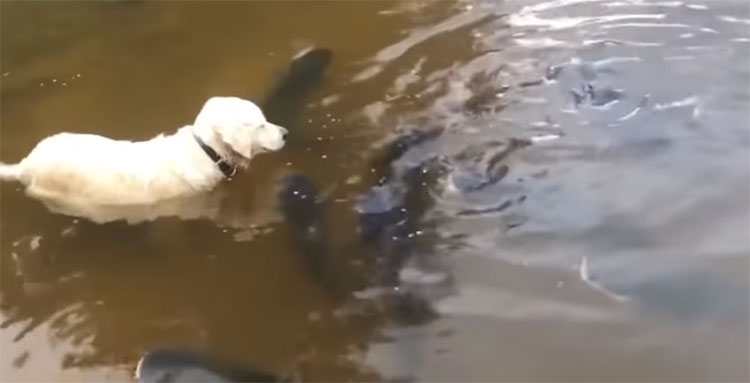 Picture 1 of Great fish catcher dog in Lake America