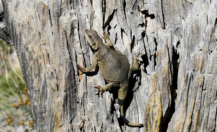 Great hot escape of animals in the desert