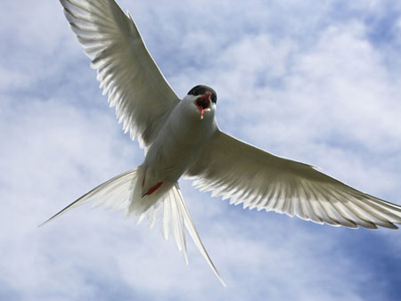 Picture 1 of Great migrations