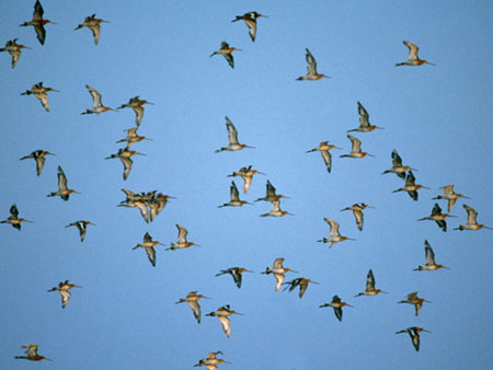 Picture 2 of Great migrations