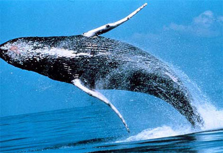Picture 3 of Great migrations