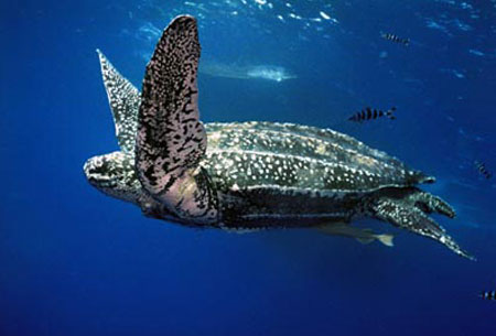 Picture 4 of Great migrations