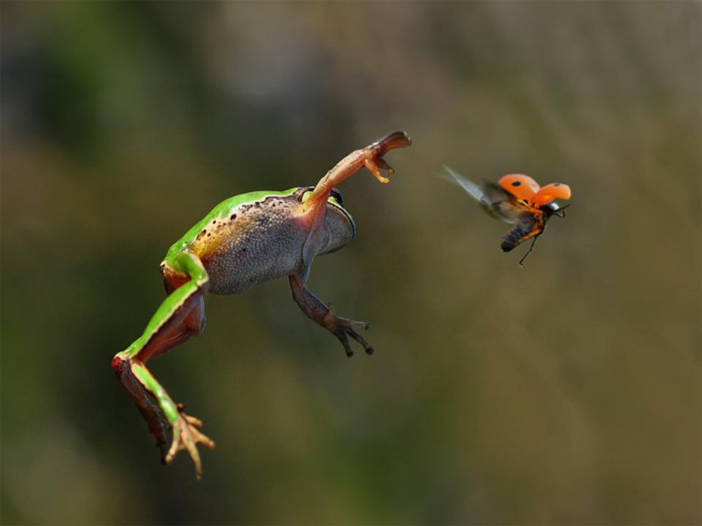 Picture 10 of Great moments of animals