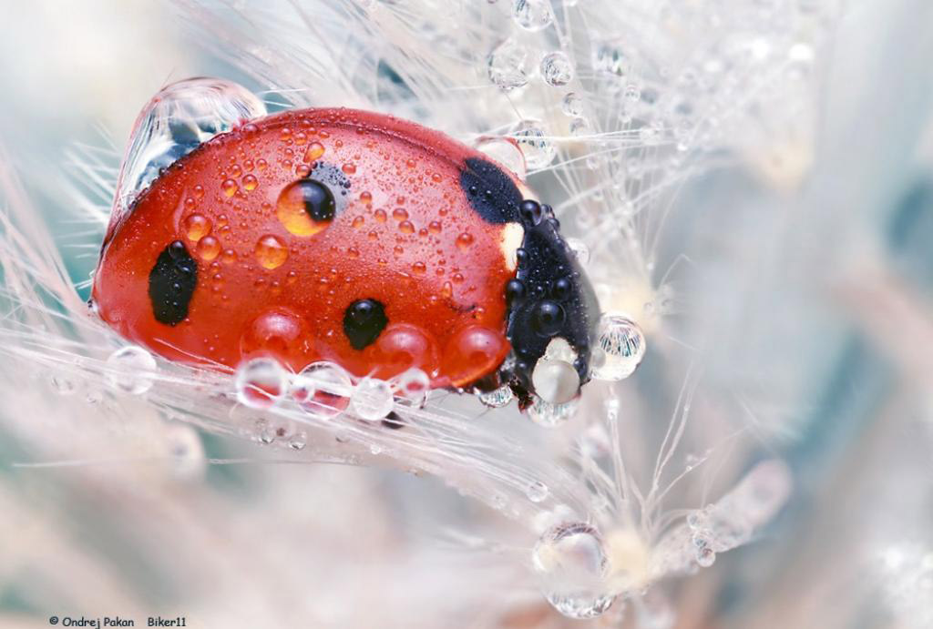 Picture 11 of Great moments of animals