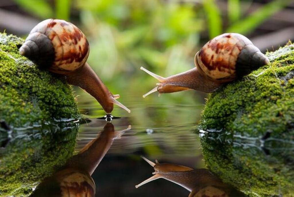 Picture 12 of Great moments of animals
