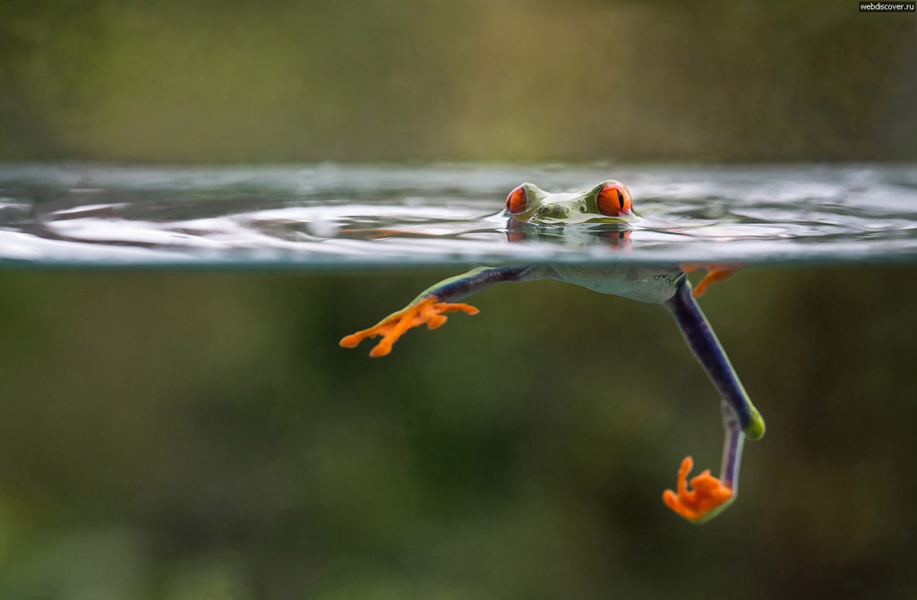 Picture 13 of Great moments of animals