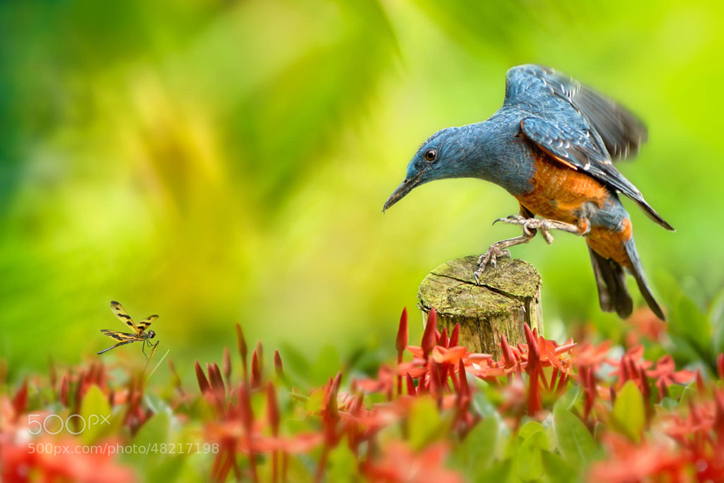 Picture 14 of Great moments of animals