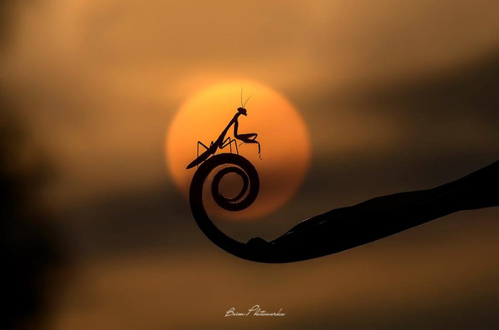 Picture 9 of Great moments of animals