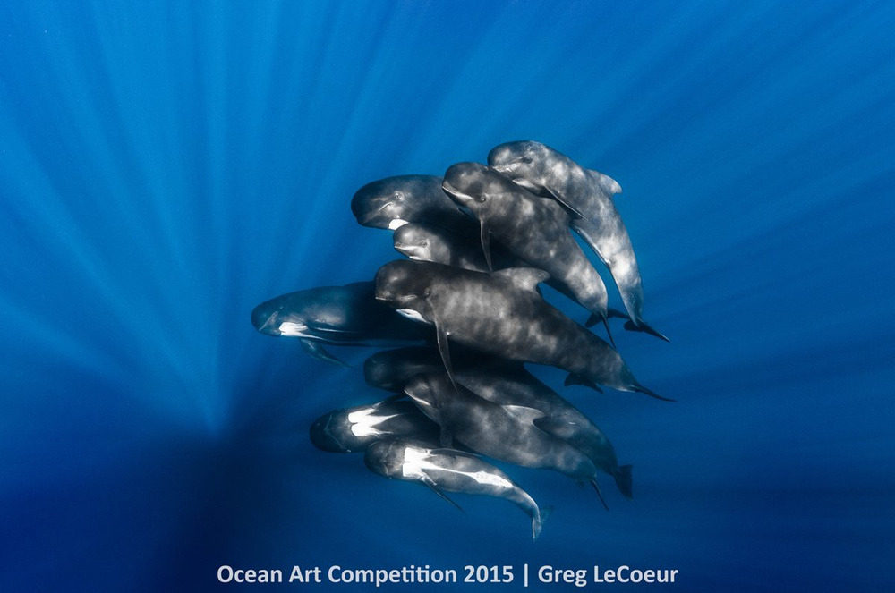 Picture 15 of Great photos of life in the ocean