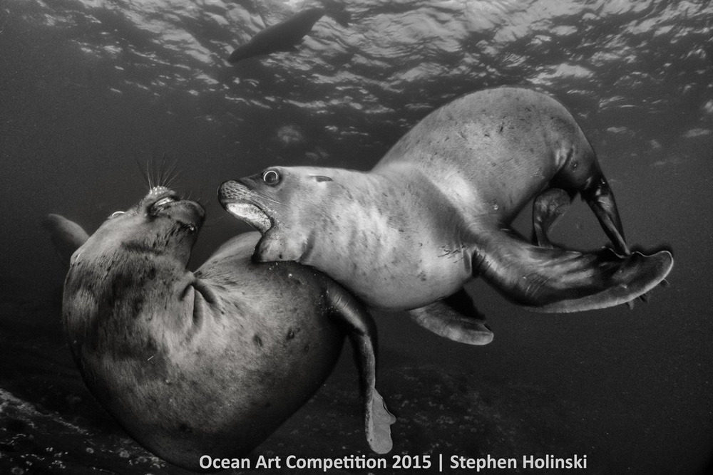 Picture 16 of Great photos of life in the ocean