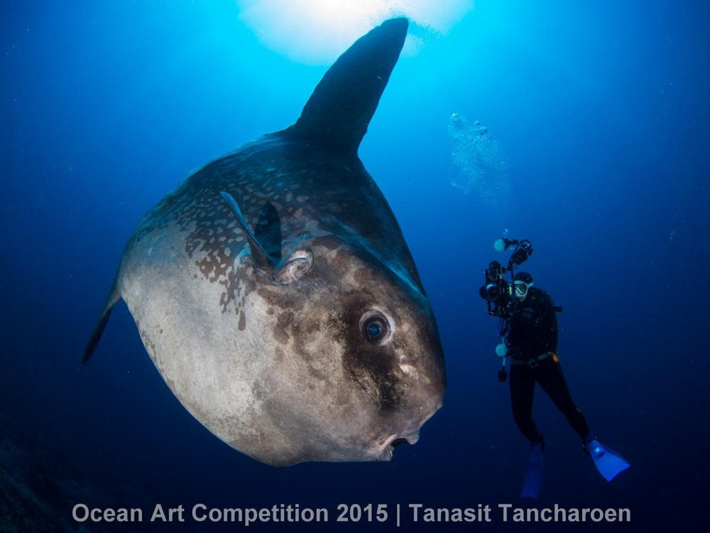 Picture 29 of Great photos of life in the ocean