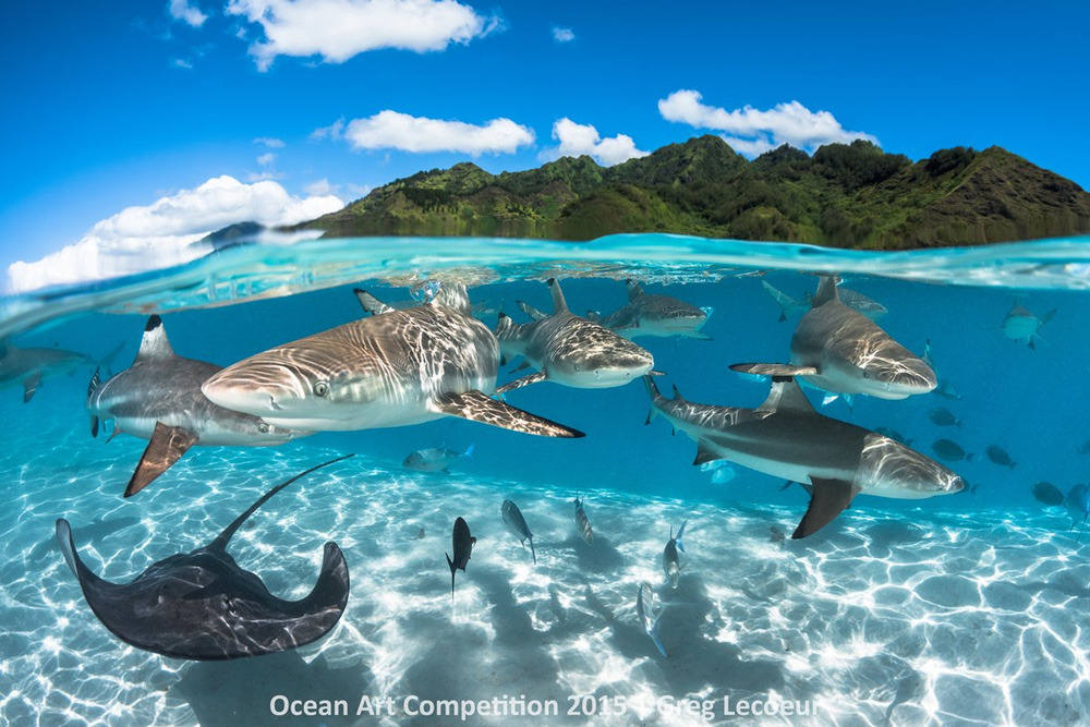 Picture 36 of Great photos of life in the ocean