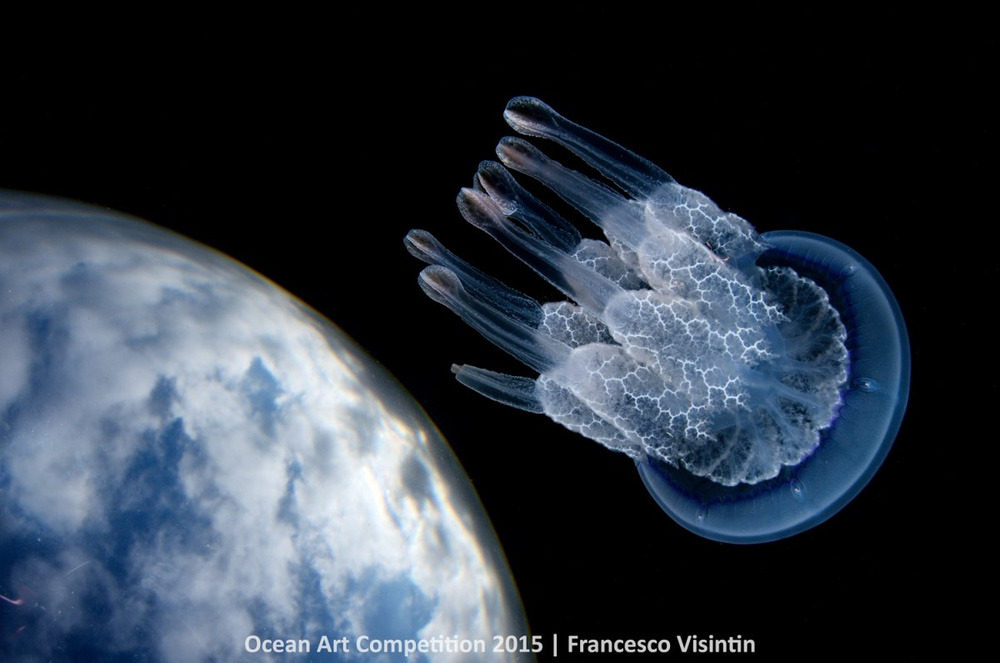 Picture 4 of Great photos of life in the ocean