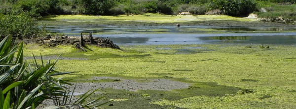Picture 2 of Great recipes to help you get out of the marshes