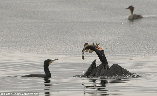 Picture 2 of Greedy cormorant swallowed giant cod
