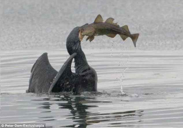 Picture 3 of Greedy cormorant swallowed giant cod