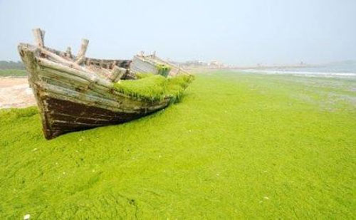 Picture 1 of Green algae raging in China
