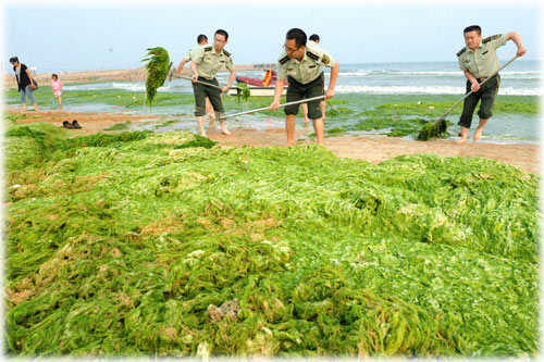Picture 3 of Green algae raging in China