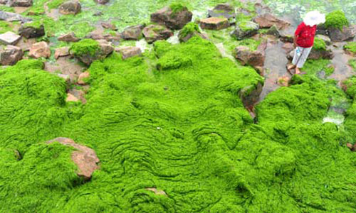 Picture 5 of Green algae raging in China