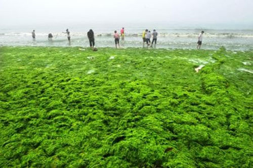 Picture 6 of Green algae raging in China