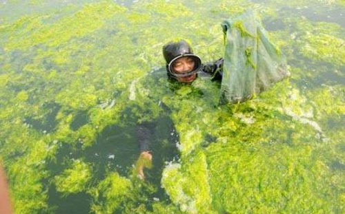 Picture 7 of Green algae raging in China