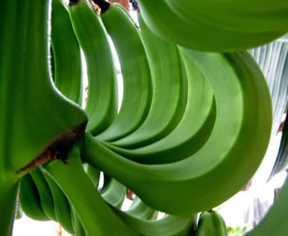 Picture 2 of Green bananas and 13 good health effects you don't know