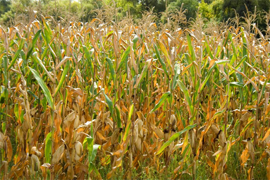 Green fuel from corn waste