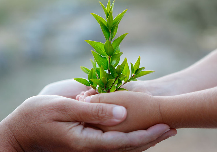 Picture 1 of Green plants help filter water, reduce mortality in children due to diarrhea