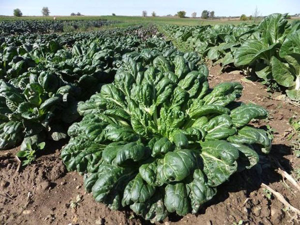 Picture 3 of Green spinach with rose shape has high nutritional value