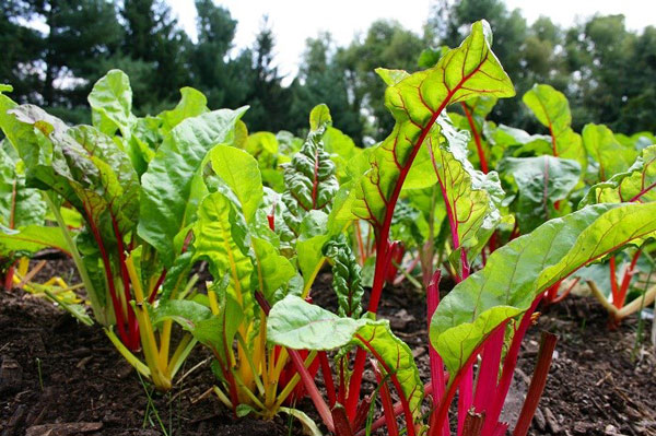 Picture 5 of Green spinach with rose shape has high nutritional value