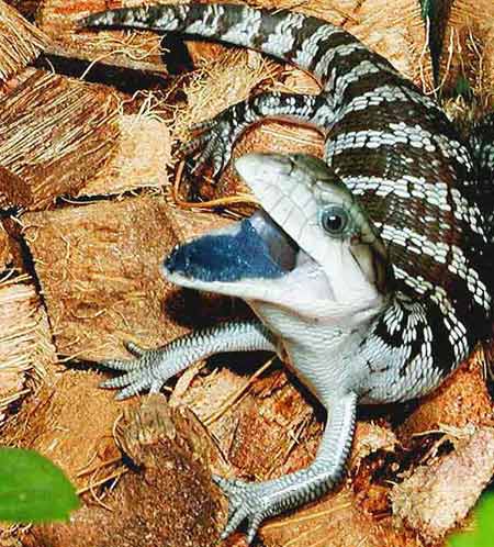 Picture 3 of Green tongue lizard