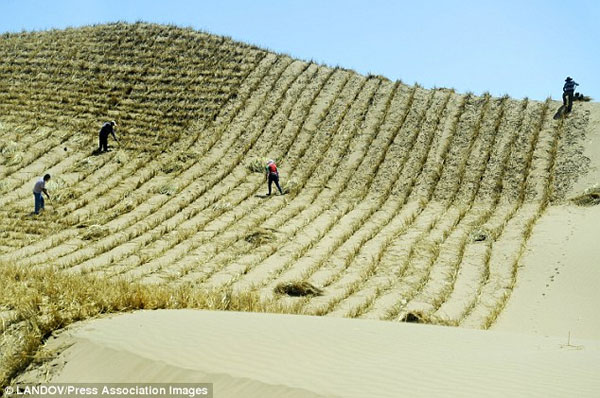Picture 1 of Green Walls will save China from sandstorms?