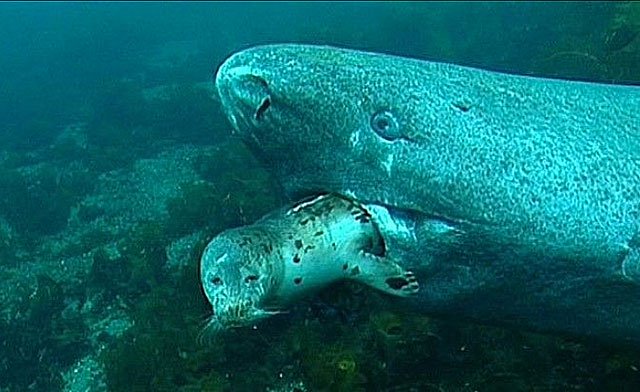 Picture 3 of Greenland Sharks: The key to the longevity of humanity in the future?