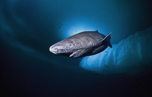 Picture 4 of Greenland Sharks: The key to the longevity of humanity in the future?