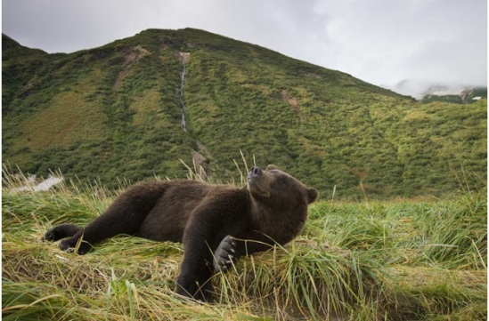 Picture 10 of Grizzly bear dives to catch salmon in Alaska